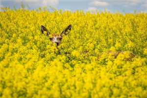 Djur, rådjur, fält, blommor, våldta