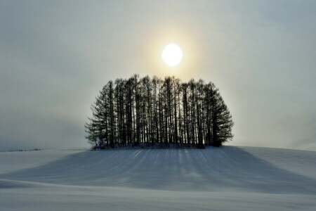 Colina, neve, o céu, o sol, árvores, inverno