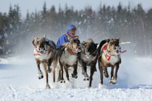 hjort, Løp, sport