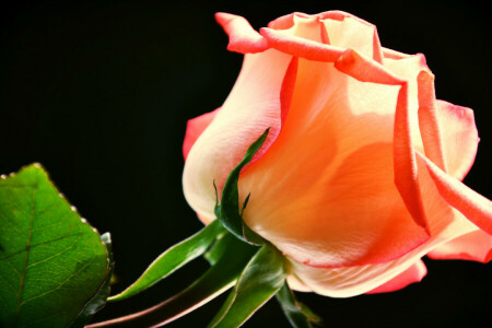 Bud, flower, leaves, petals, rose