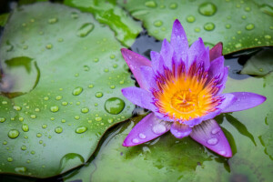 drops, leaves, Lily, petals, pond, water