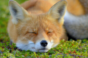 visage, Renard, en train de dormir