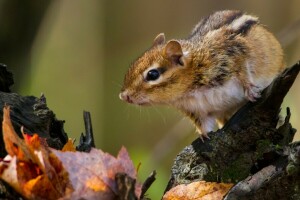 Chipmunk, löv, gnagare, krux