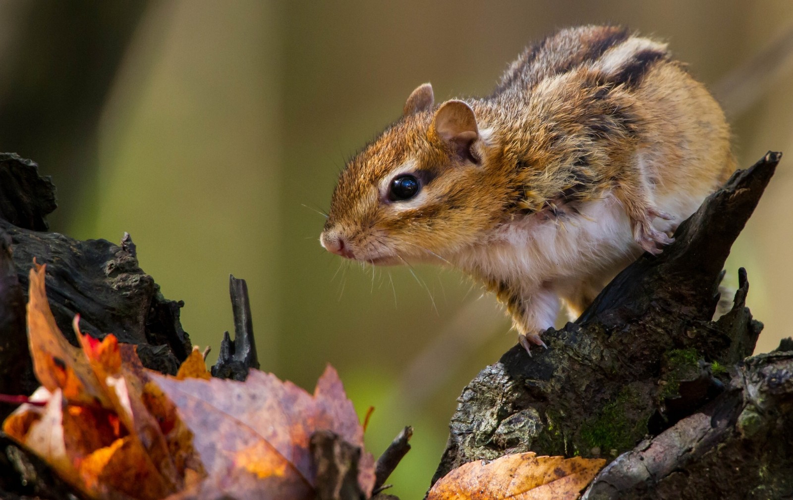 listy, Chipmunk, zádrhel, hlodavec