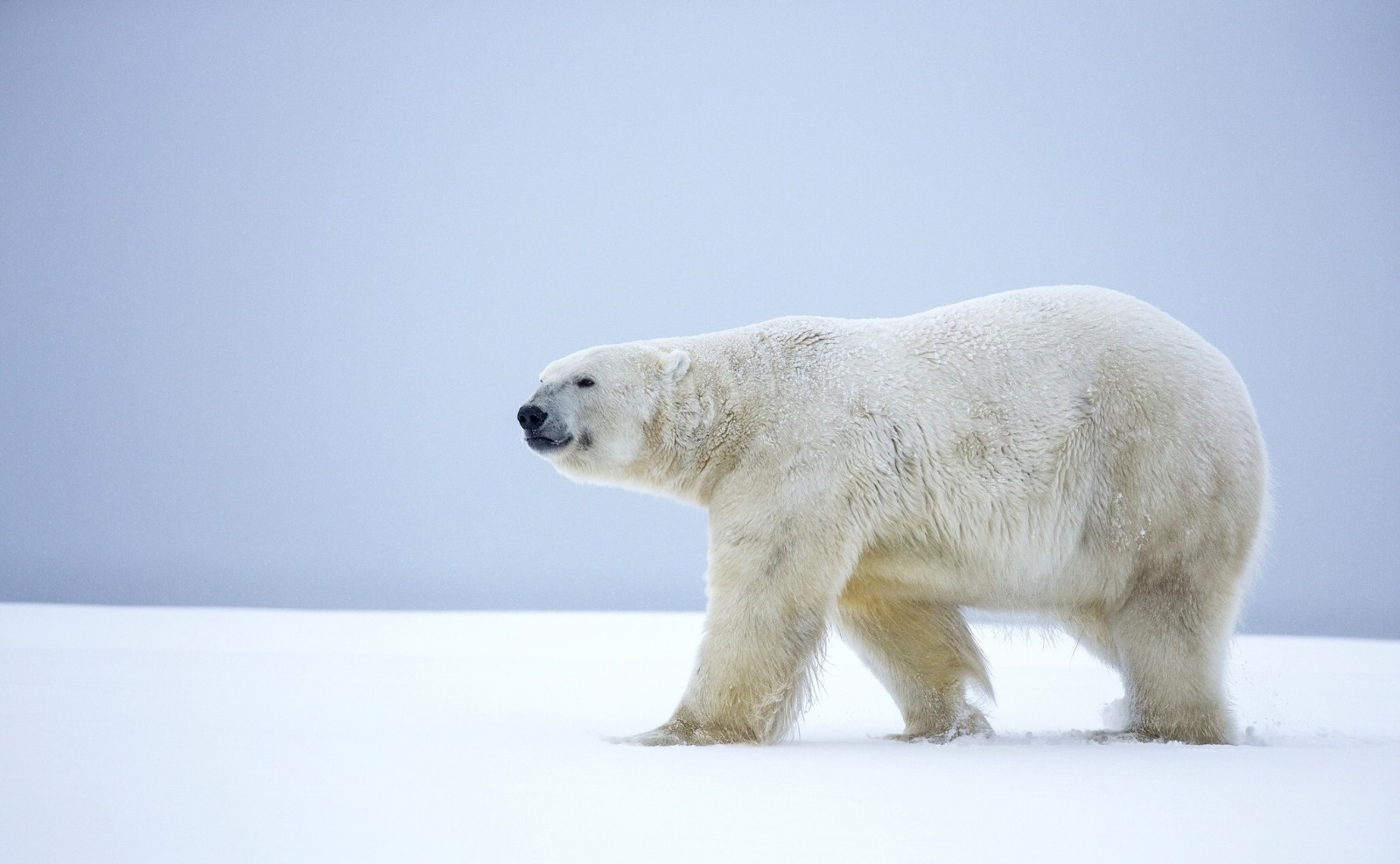 neige, hiver, ours, Alaska