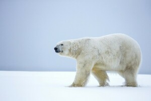 Alaska, bear, snow, winter