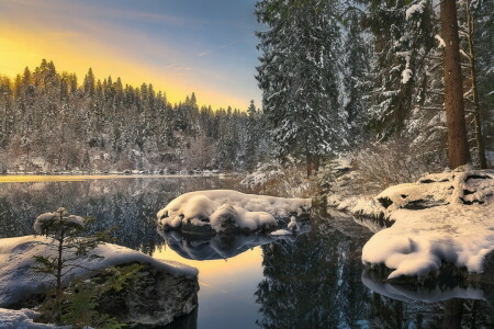 forest, lake, winter