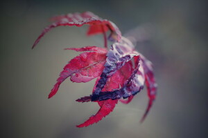 høst, blader, natur