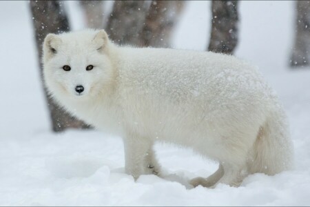 animaux, le renard arctique, la nature, scribe, hiver