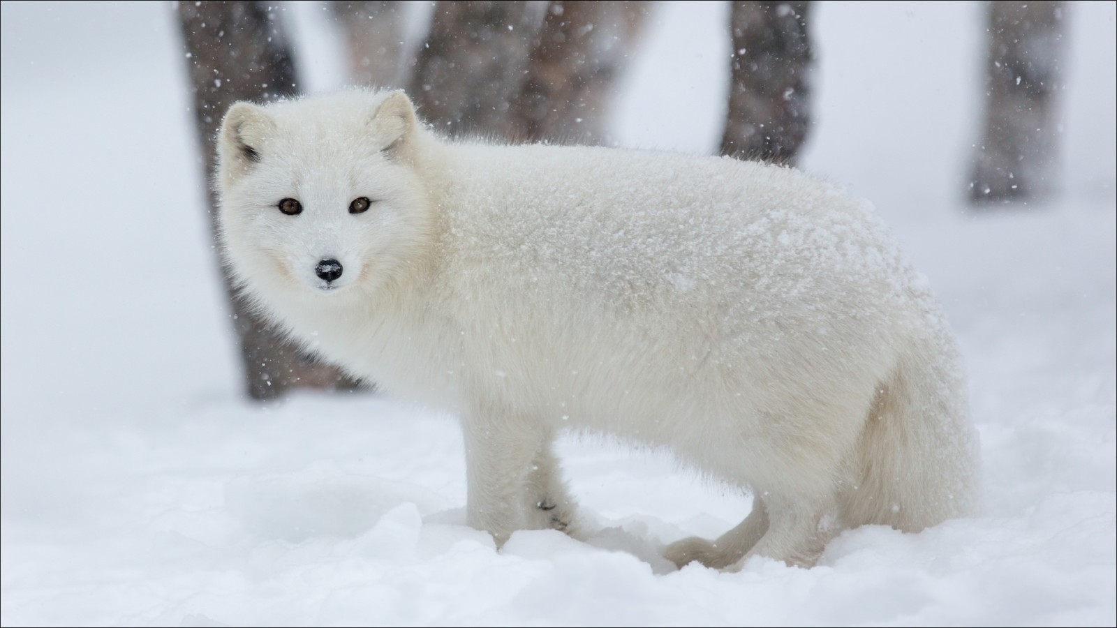 natuur, winter, dieren, schriftgeleerde, poolvos