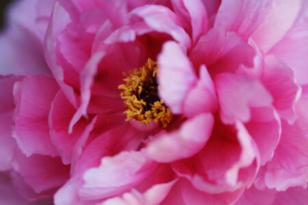 blomst, makro, petals, rosa