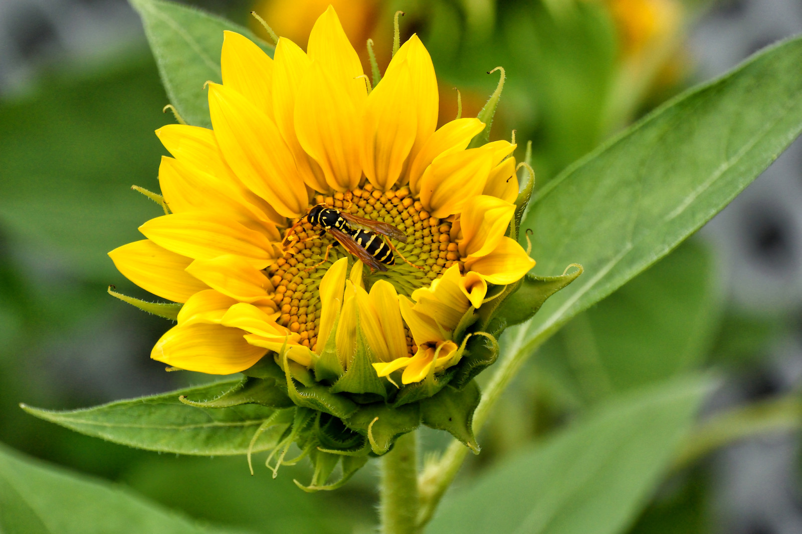 Feld, Blume, Blütenblätter, Insekt, Sonnenblume, OSA