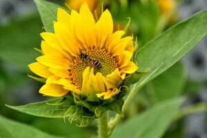 field, flower, insect, OSA, petals, sunflower