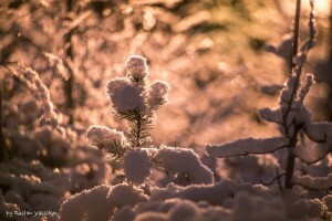 gren, lysa skarpt, ljus, nålar, snö, solen