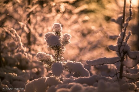 branche, éblouissement, lumière, Aiguilles, neige, le soleil