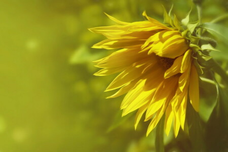 background, nature, sunflower