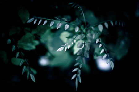 branches, feuilles, la nature