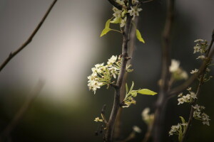 branche, macro, la nature