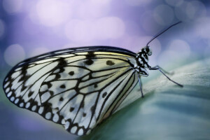 antennes, bokeh, VLINDER, plek, Vleugels