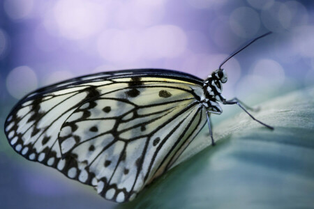 antennes, bokeh, PAPILLON, place, ailes