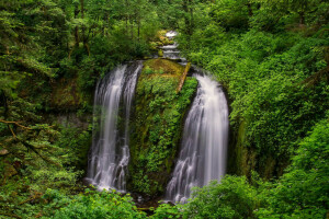 floresta, corrente, arvoredos, árvores, cascata