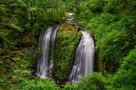 forest, stream, thickets, trees, waterfall