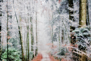 otoño, niebla, bosque, escarcha, camino