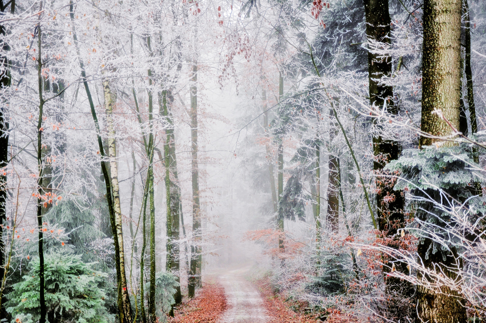 otoño, bosque, escarcha, niebla, camino