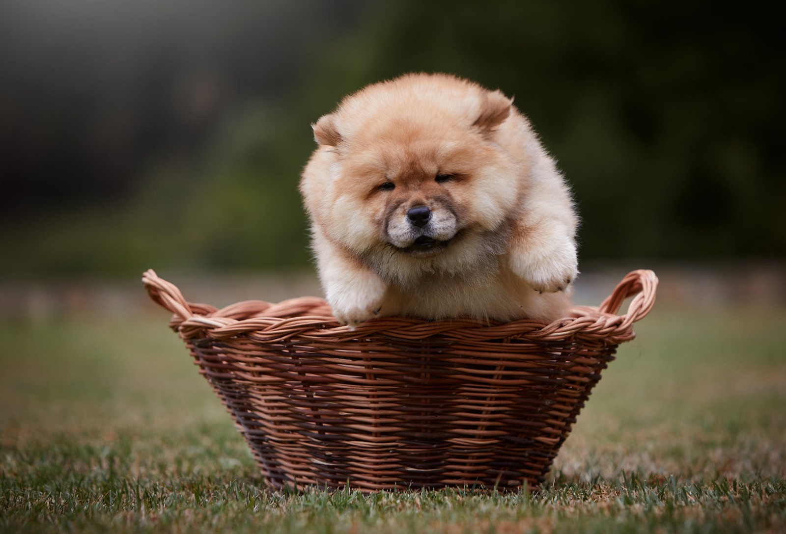 grass, look, nature, pose, background, dog, baby, puppy