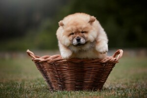 baby, background, basket, brown, Chow, cute, dog, face