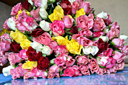 beaucoup, fleurs, photo, des roses