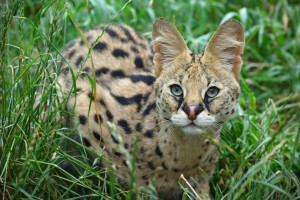 uši, dívej se, Serval, divoká kočka