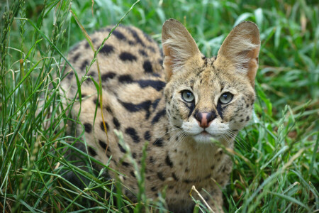 ears, look, Serval, wild cat