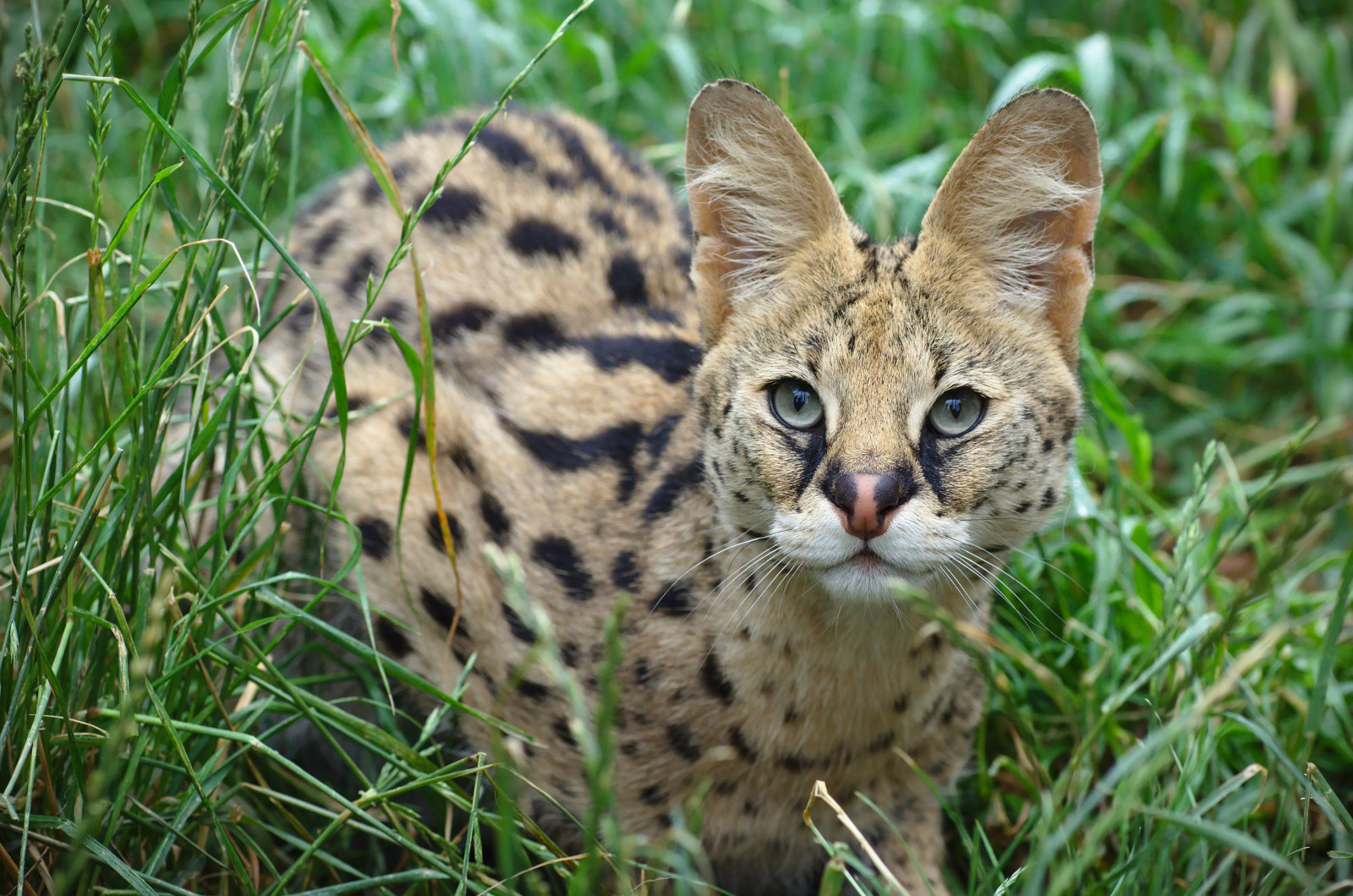 néz, vadmacska, fülek, Serval