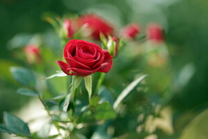 brotes, flor, macro, rojo, Rosa