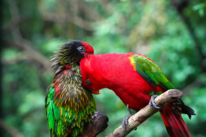 bird, branch, color, feathers, paint, pair, parrot