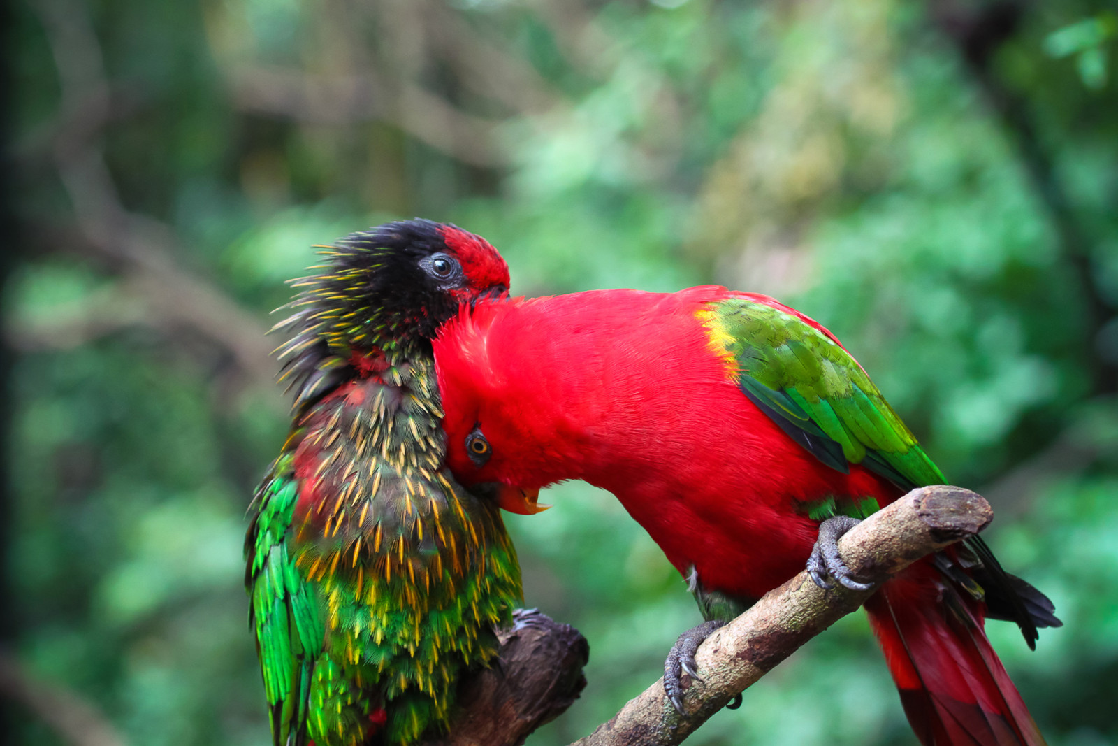 paire, branche, oiseau, peindre, Couleur, plumes, perroquet