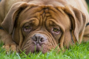 hund, Dogue de Bordeaux, ansikt, se