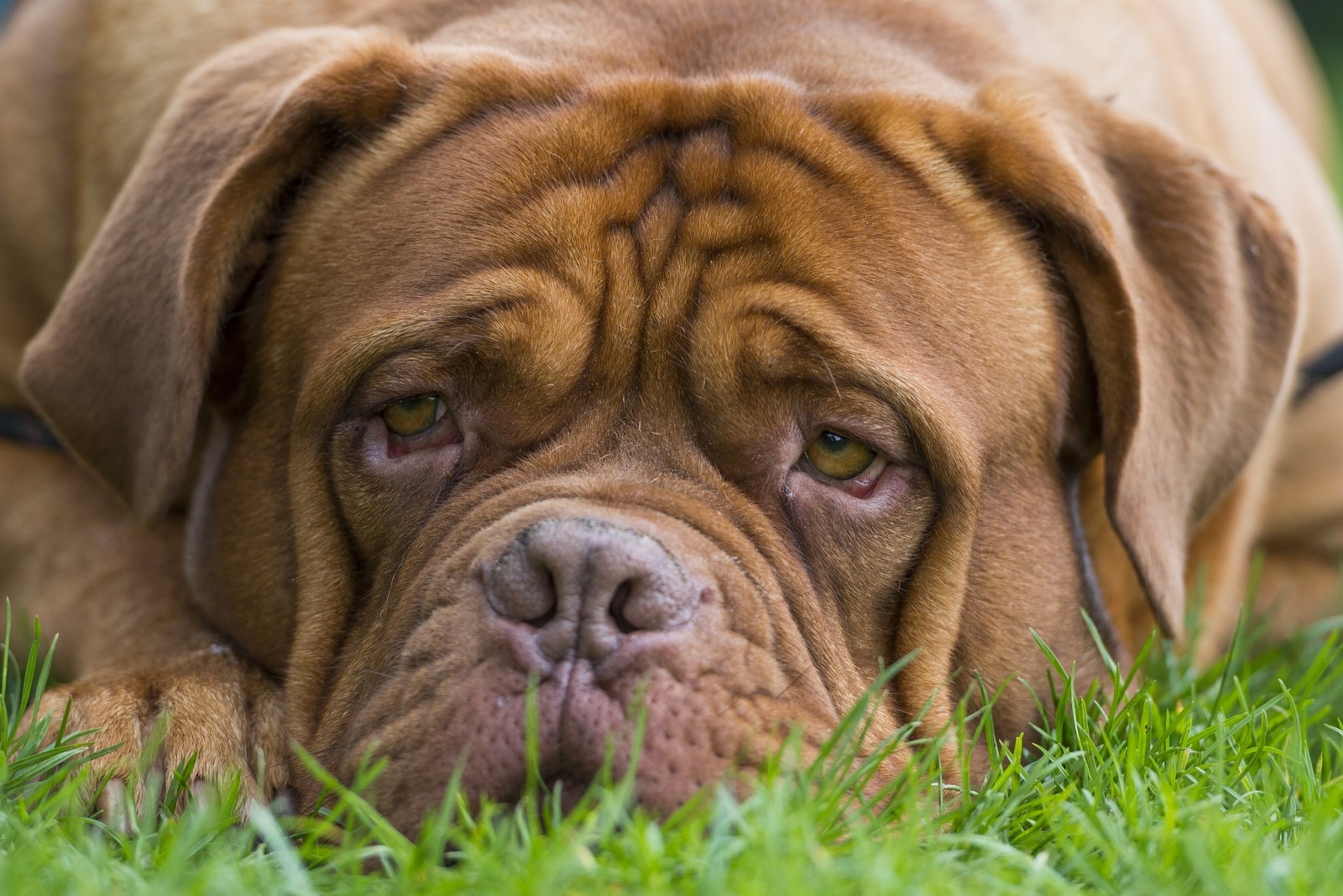 Katso, koira, kasvot, Dogue de Bordeaux