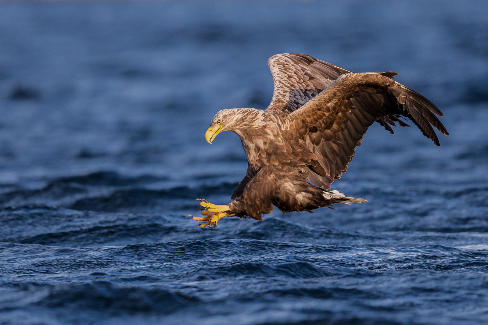 Wasser, Vogel, Raubtier, Flügel, Angeln, Falke