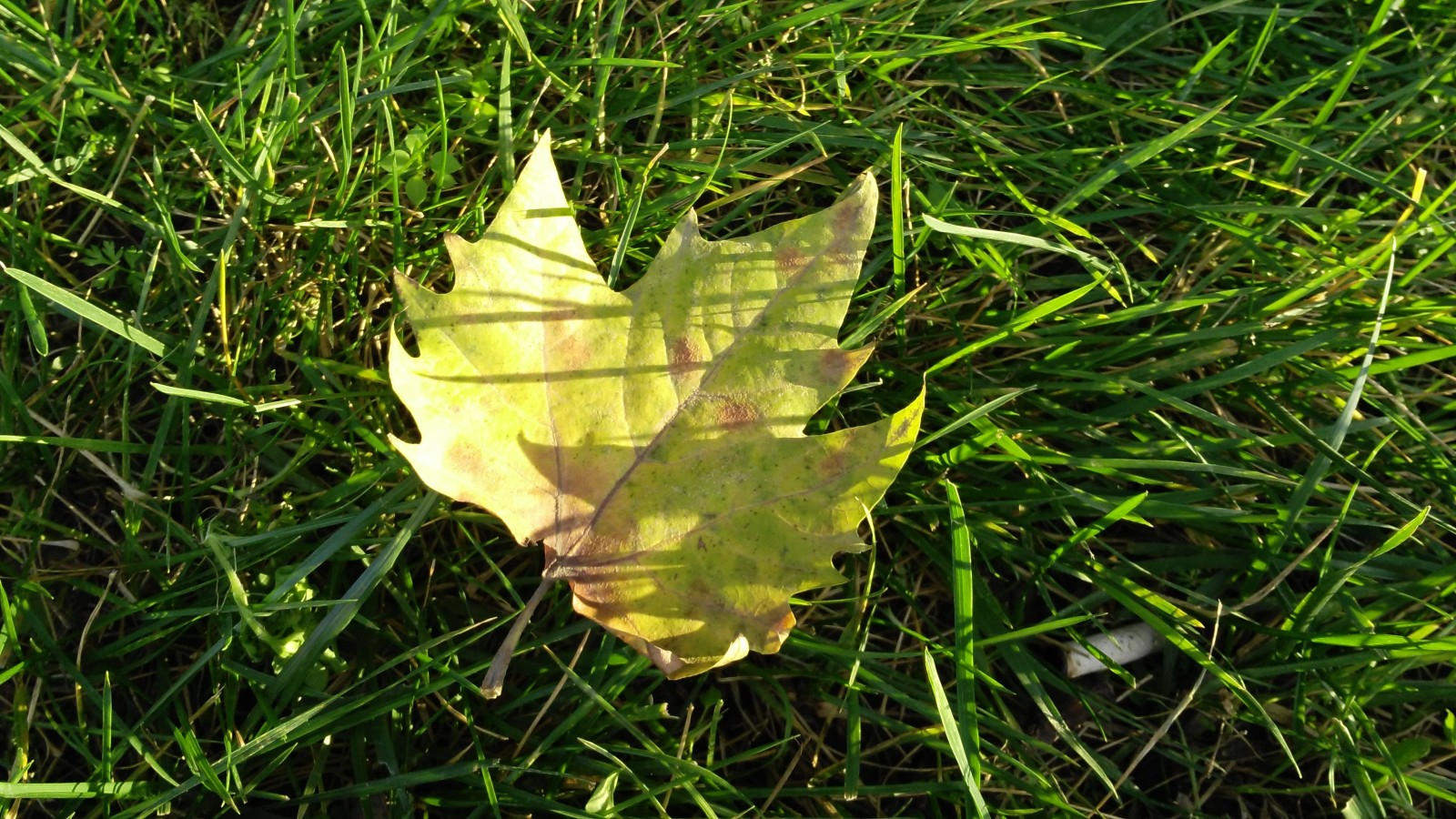 autunno, erba, macro, foglio, Autunno, leav