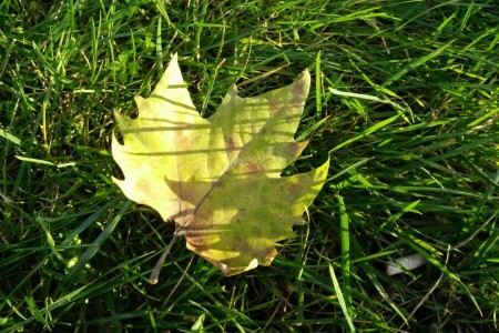 herfst, Vallen, gras, leav, macro, vel