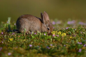 hare, natur, sommer