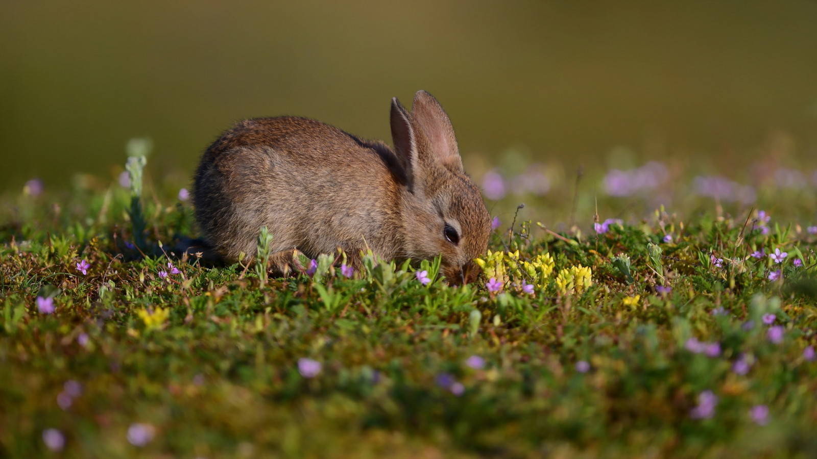 natur, sommar, hare