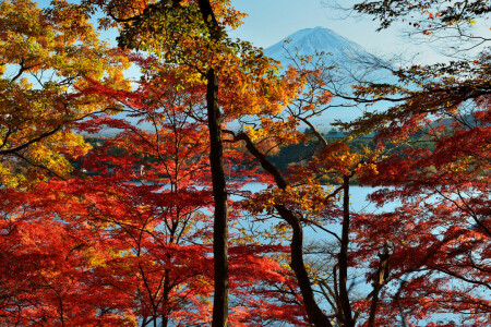 höst, Japan, sjö, löv, berget Fuji, himmelen, träd