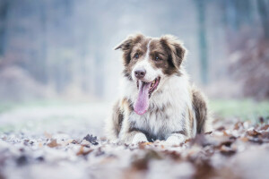 Aussie, Australisk herde, höst, hund, språk, löv