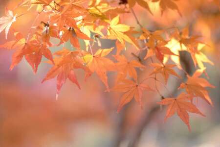 autumn, branch, leaves, macro, maple