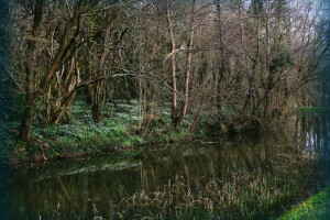 forest, river, spring