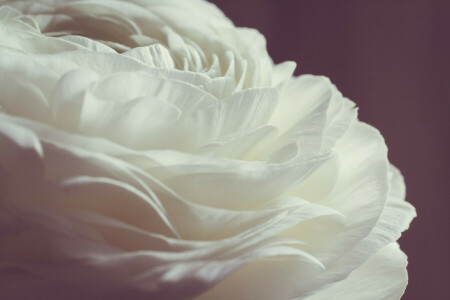 petals, rose, white