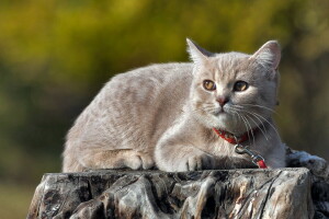 background, cat, look